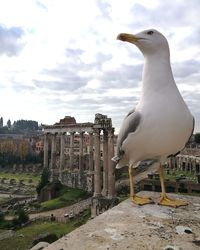 Bird perching on shore against sky