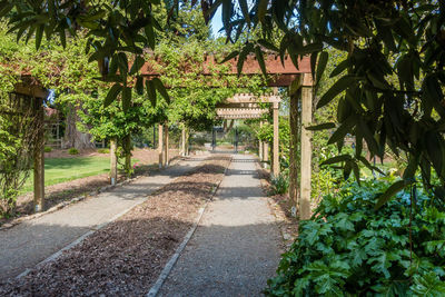 Walkway amidst trees and plants
