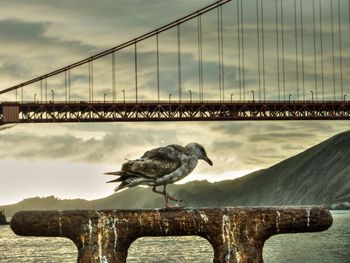 Birds perching on suspension bridge over river against sky