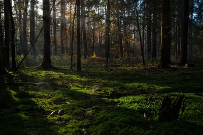 Trees growing in forest