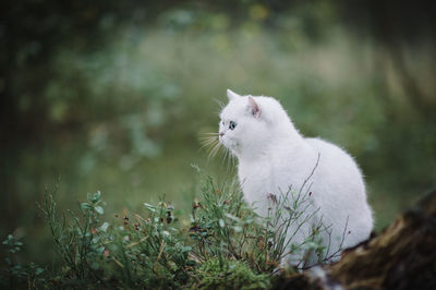 White cat looking away on field