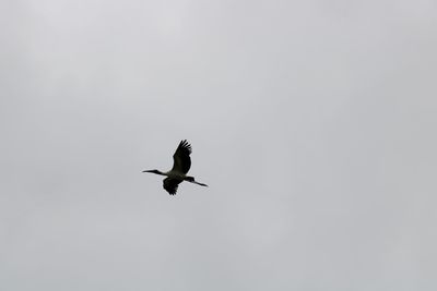 Low angle view of bird flying against clear sky