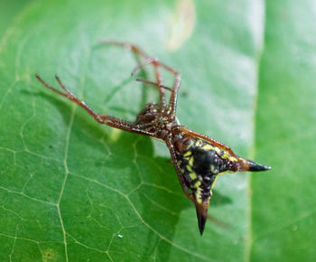 Close-up of insect on leaf