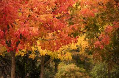 View of maple tree during autumn