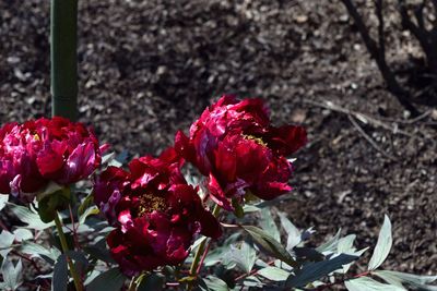 Close-up of red flowers