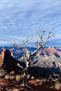 Bare tree on mountain against sky