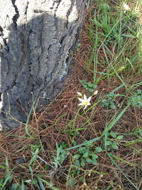 Close-up of flower plant