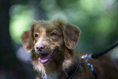 Close-up portrait of dog