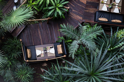 High angle view of potted plant on table