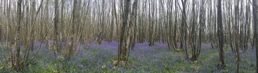 Reflection of trees in water