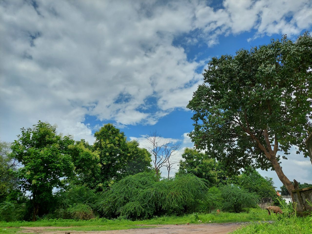 tree, plant, sky, nature, cloud, rural area, environment, grass, landscape, green, beauty in nature, hill, scenics - nature, no people, land, outdoors, travel, meadow, blue, tranquility, travel destinations, growth, day, field, non-urban scene, flower, tourism, forest, tranquil scene