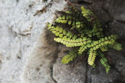 Close-up of insect on plant