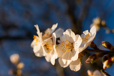 Spring atmospheric background. blooming almonds close-up. delicate white flowers bloomed 
