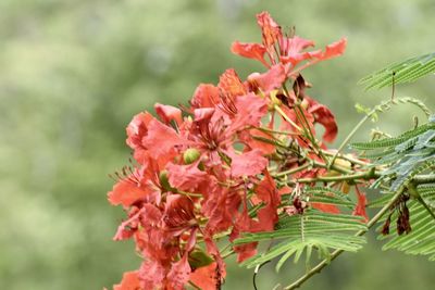 Close-up of red flowering plant