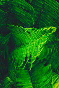 Close-up of fern
