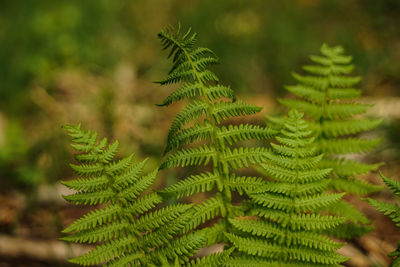 Close-up of fern leaves