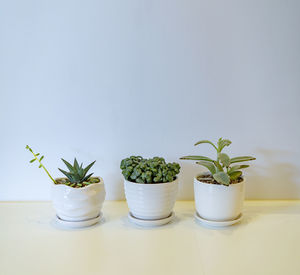 Potted plants on table against wall