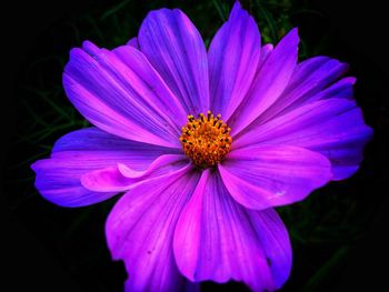 Close-up of pink cosmos flower