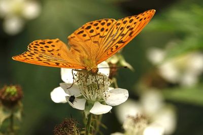 Close-up of butterfly sitting on blackberry blossom ,kaisermantel