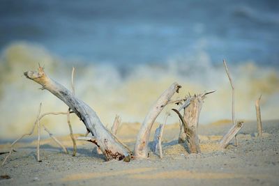 Close-up of driftwood on beach