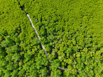 Lush green mangrove forest. carbon sequestration and blue carbon ecosystem services. mangrove 