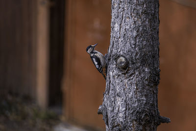 Close-up of a bird on tree trunk