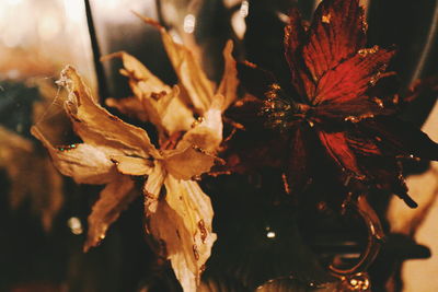 Close-up of flowers at night