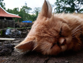 Close-up of a cat