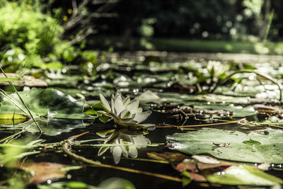 Close-up of leaves in water