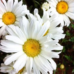 Close-up of white daisy flower