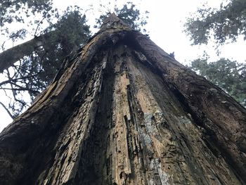 Low angle view of tree trunk against sky