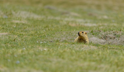 Portrait of marmot in a field