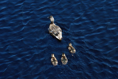 High angle view of duck swimming in lake