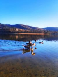 Ducks in lake against clear blue sky