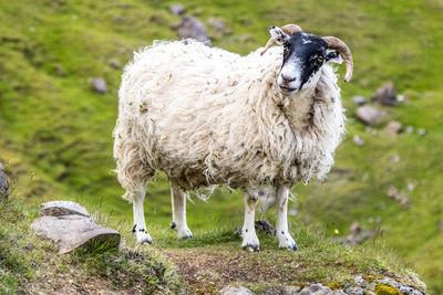 Sheep standing in a field