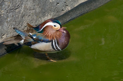 Close-up of duck swimming on lake