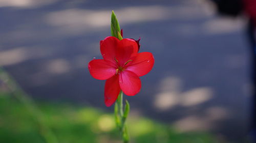 Close-up of red hibiscus blooming outdoors