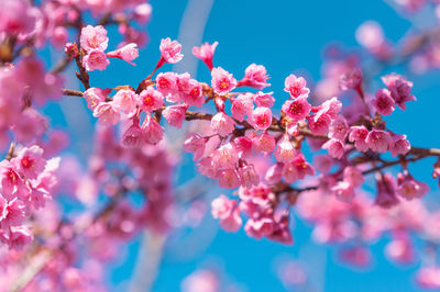 Low angle view of pink flowers on branch