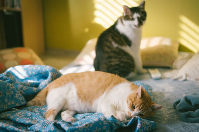 Cat resting on bed at home