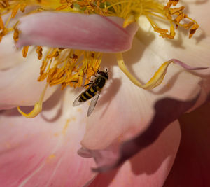 Close-up of insect on flower