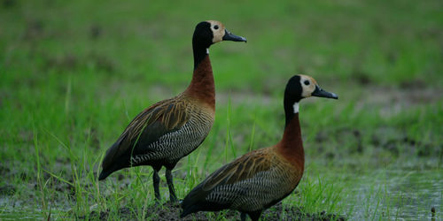 Ducks on a field