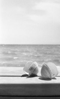 Close-up of shells on sea shore against sky