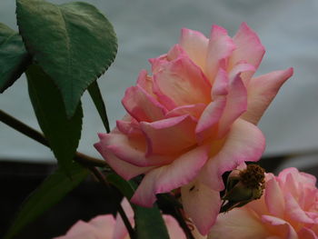 Close-up of pink rose plant