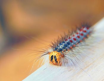 Macro shot of caterpillar on wood