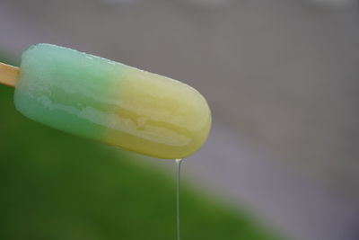 Close-up of yellow flower in water