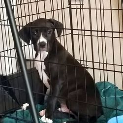 Portrait of dog in cage