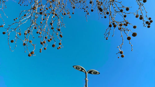 blue