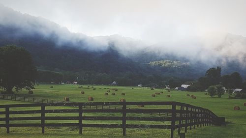 Scenic view of trees on field during foggy weather