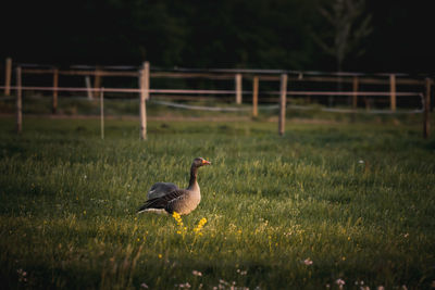 Close-up of duck on field