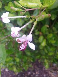 Close-up of white flowering plant